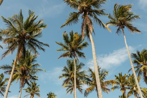 Free Low angle view of vibrant palm trees with a clear blue sky background, capturing tropical ambiance. Stock Photo
