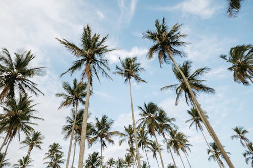 Tall Palm Trees