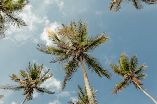 Palm Trees in Summer