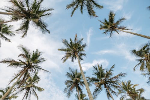 Tropical Palm Trees