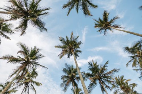 Free Looking up at tall palm trees with a clear blue sky background, capturing a tropical summer vibe. Stock Photo
