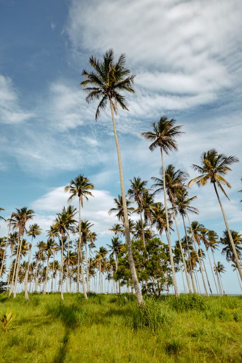 Free Tall palm trees in a lush green field under a bright blue sky, perfect for summer vibes. Stock Photo