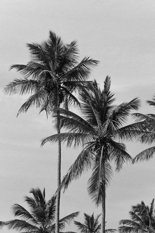 Palm Trees in Black and White