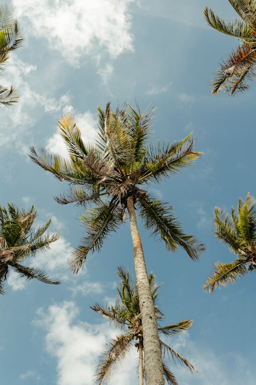 Low Angle Short of Palm Tree