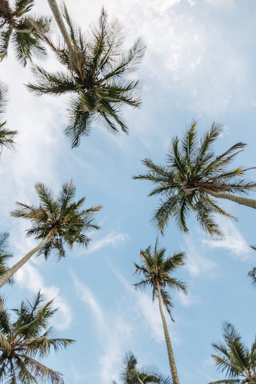 Darmowe zdjęcie z galerii z lato, natura, palmy
