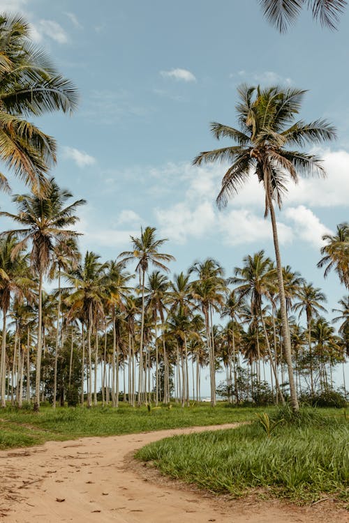 Foto profissional grátis de estrada de terra, natureza, palmeiras