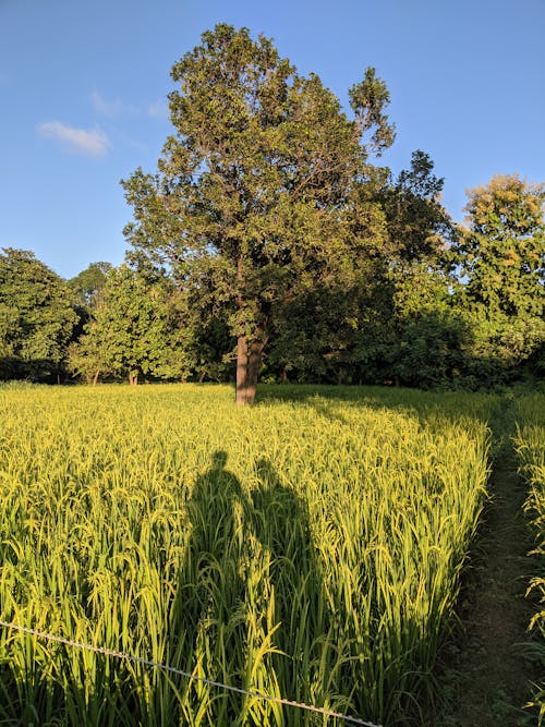 A person standing in a field with a tree in the background