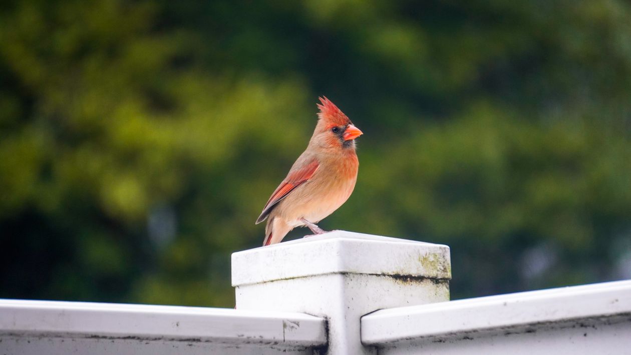 Cardinal Look In Up Close up of a Northern Cardinal · Free Stock Photo