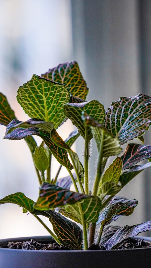 Free Close-up of a vibrant potted plant indoors, showcasing detailed leaves with intricate patterns. Stock Photo