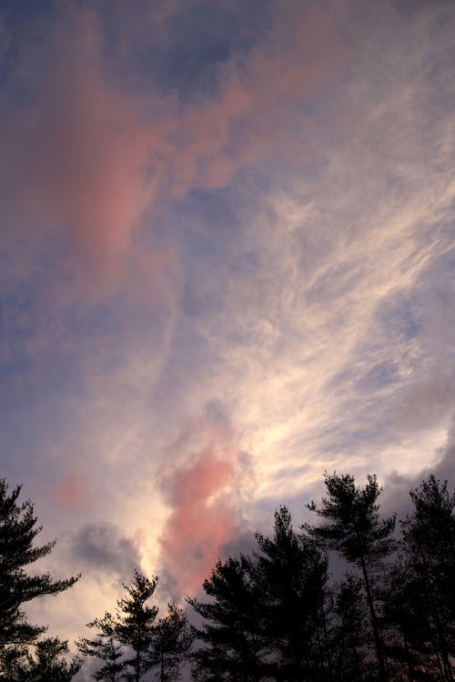 Безкоштовне стокове фото на тему «дерева, небо, хмари» стокове фото