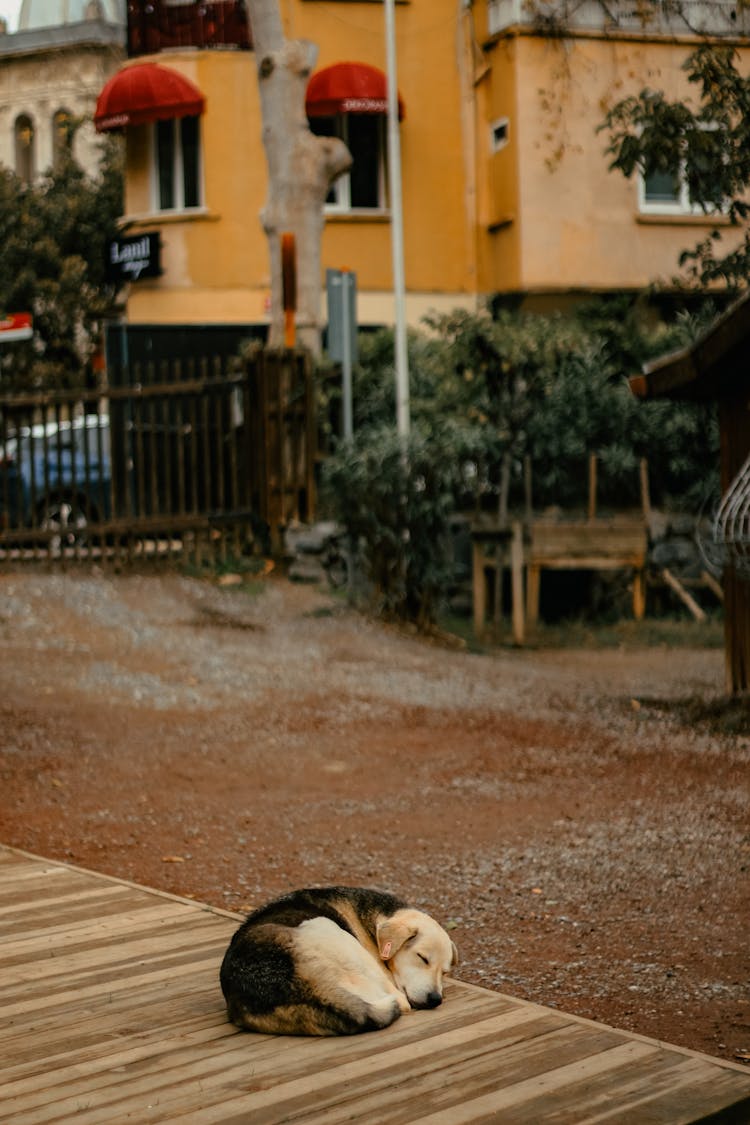 Dog Sleeping On Street