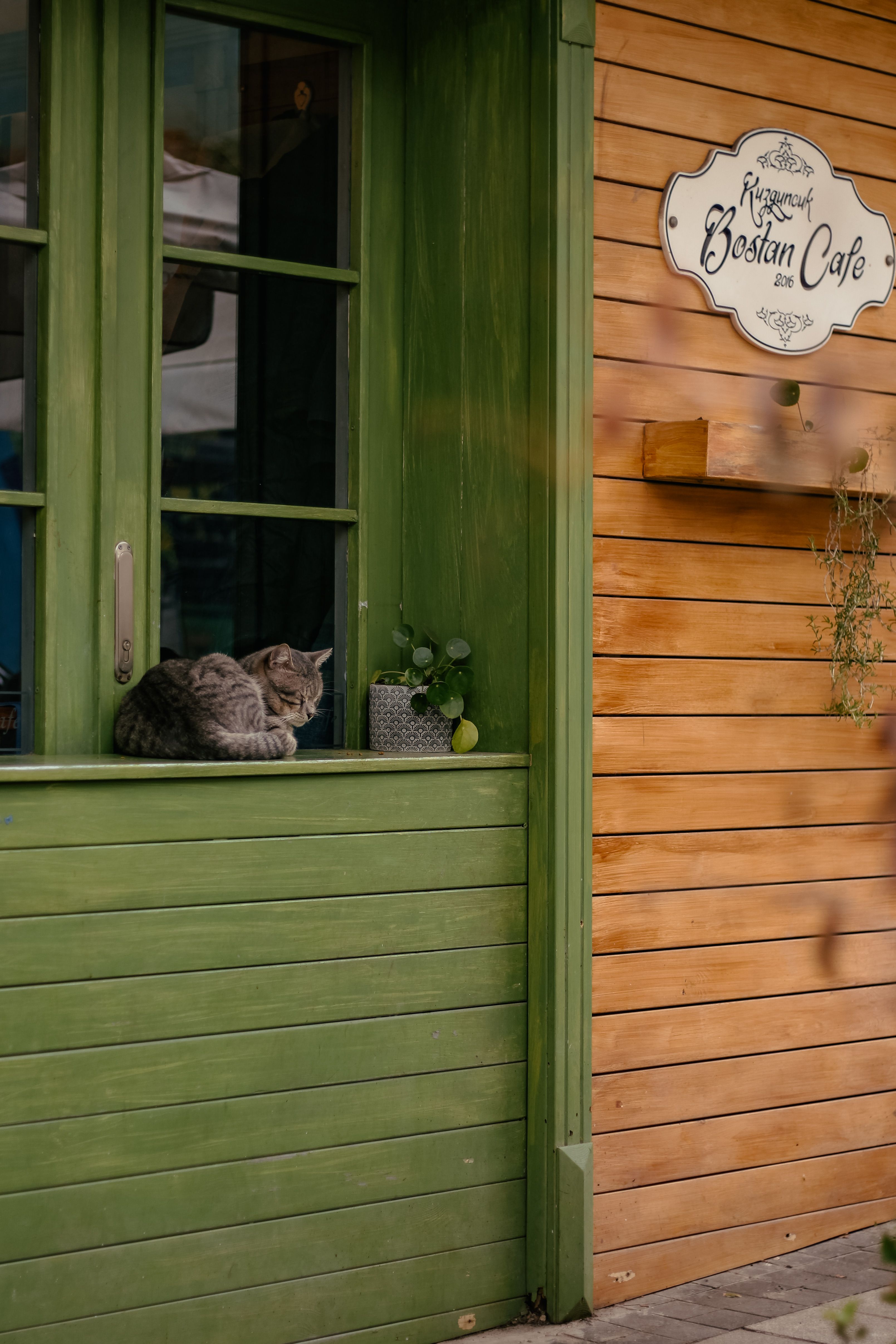 Mackerel Tabby Cat Lying on the Window of Kuzguncuk Bostan Cafe · Free ...