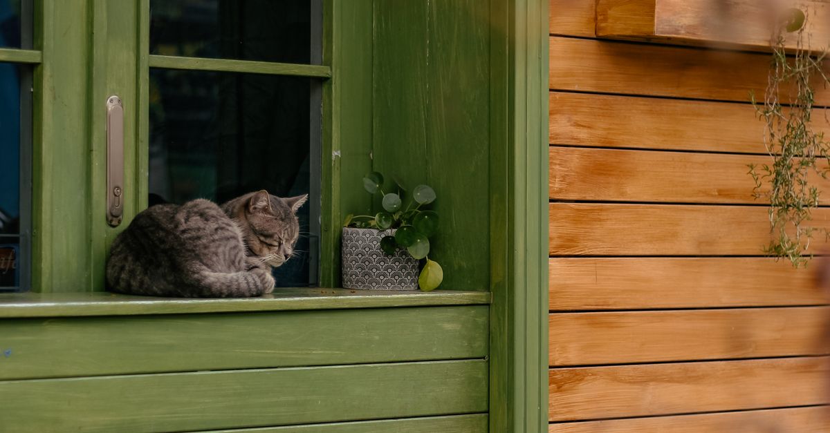 Mackerel Tabby Cat Lying on the Window of Kuzguncuk Bostan Cafe · Free ...
