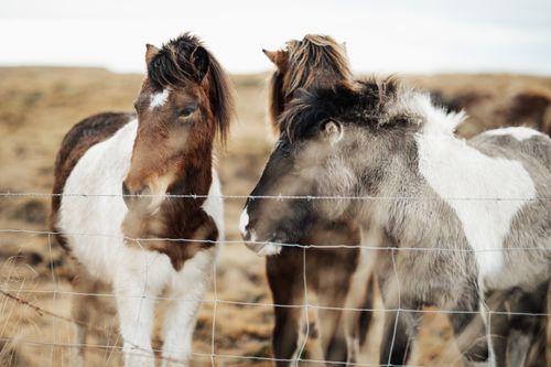 Free Beautiful horses standing by a wire fence in a rural field, showcasing their wild grace and natural surroundings. Stock Photo