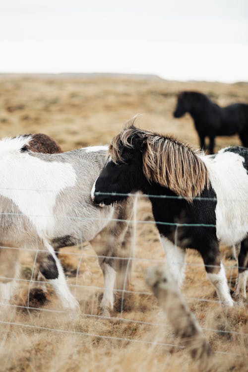 Fotos de stock gratuitas de caballos, cerca, fotografía de animales