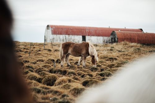 Free A lone horse grazes in a serene countryside setting near an aged barn. Stock Photo