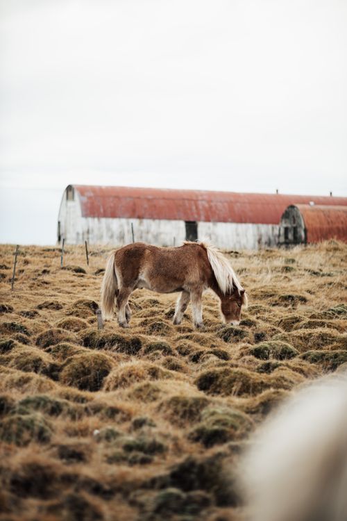 Free A serene horse grazes in a rural pasture with a rustic barn in the background. Stock Photo