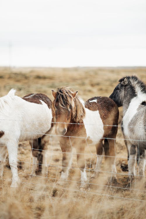 Fotos de stock gratuitas de caballos, cerca, fotografía de animales