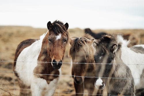 Free Three Icelandic horses stand behind a fence in a rural pasture, showcasing their thick winter coats. Stock Photo