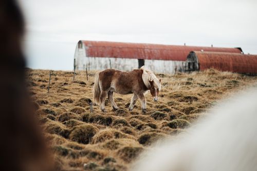 Free A peaceful Shetland pony grazes on rural farmland with rustic barns in the backdrop. Stock Photo