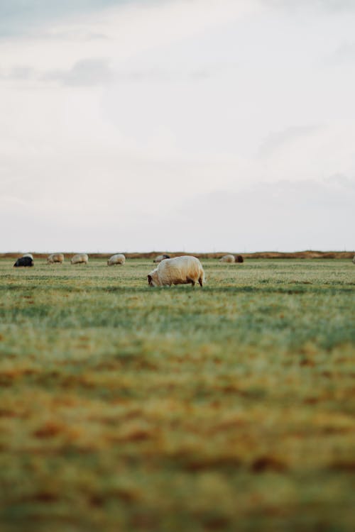 Herd of Sheep Grazing in the Pasture