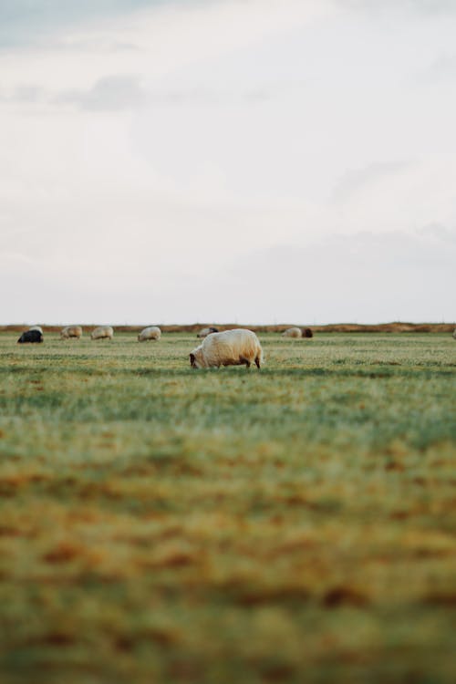 Fotos de stock gratuitas de animales, ganado, manada