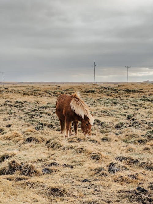 Brown Horse on Pasture