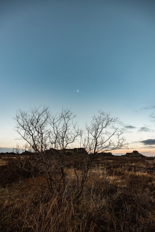 Photos gratuites de arbres, campagne, ciel clair