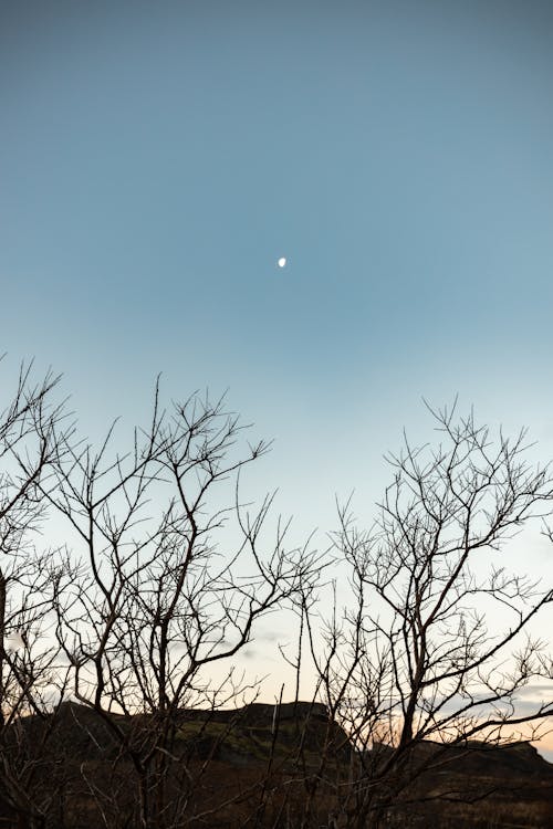 Безкоштовне стокове фото на тему «вертикальні постріл, дерева, місяць»