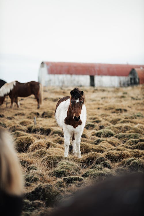 Horse Colt on Farm