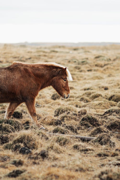 Fotos de stock gratuitas de caballo, fotografía de animales, pastura