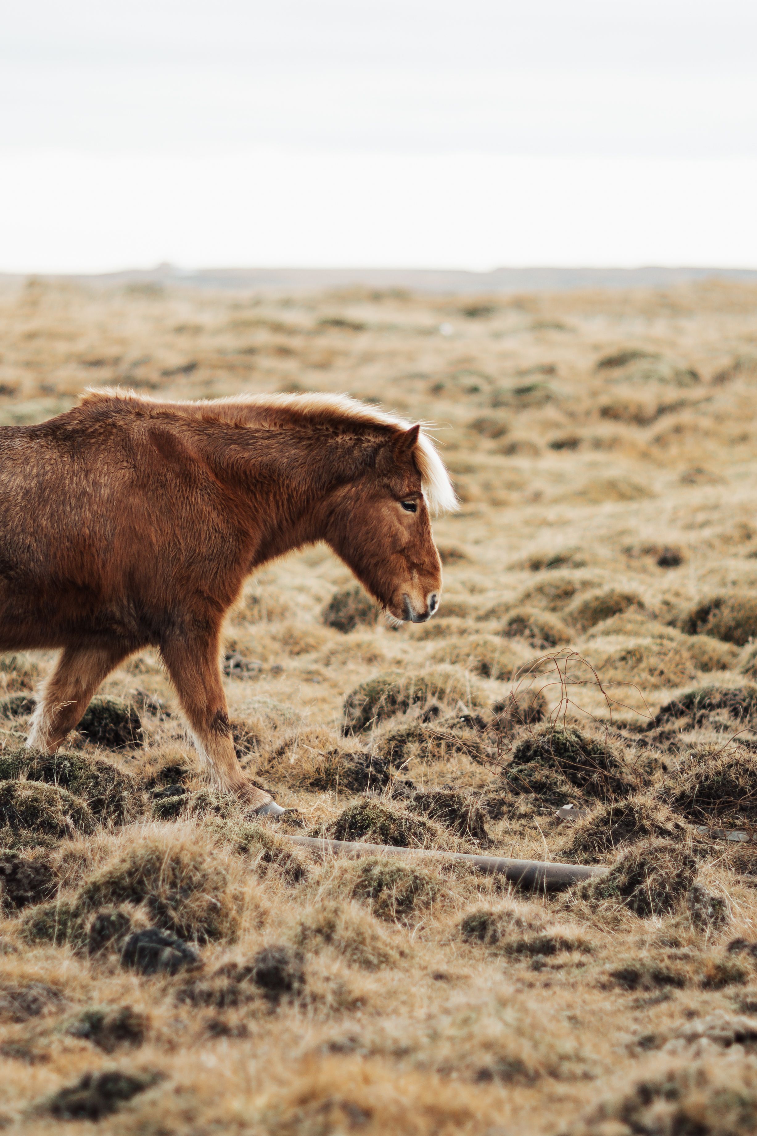 Map pony photos download the best free map pony stock photos hd images