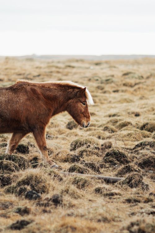 Free A brown horse stands gracefully in a vast rural grassland under a clear sky. Stock Photo