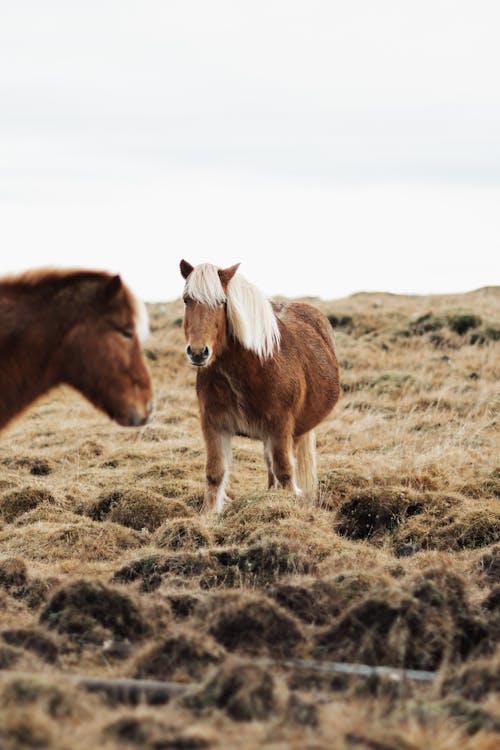 Ponies on Grassland