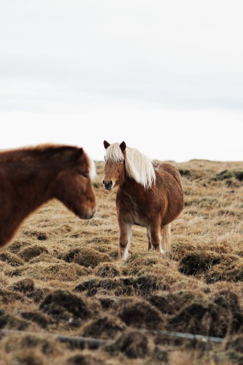 Foto d'estoc gratuïta de cavalls, fons de pantalla per al mòbil, fotografia d'animals