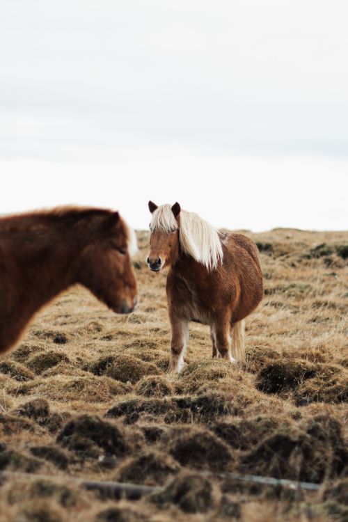 Free Two beautiful horses stand majestically in a vast open grassland. Perfect for nature lovers. Stock Photo