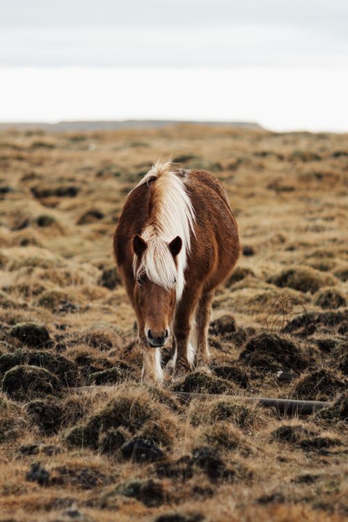 Free A brown horse with a white mane grazes peacefully in a vast rural grassland under a cloudy sky. Stock Photo
