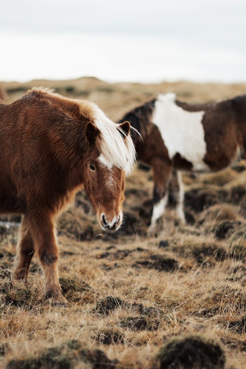 Δωρεάν στοκ φωτογραφιών με αγροτικός, άλογο, βοσκοτόπι