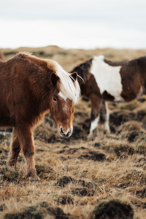 Free Brown and white horses peacefully grazing in a grassy meadow, showcasing rural countryside charm. Stock Photo