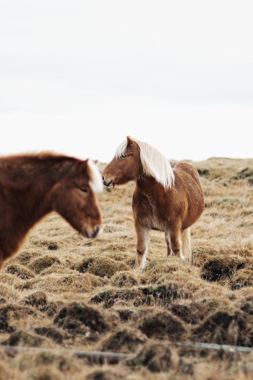 Foto d'estoc gratuïta de cavalls, fons de pantalla per al mòbil, fotografia d'animals