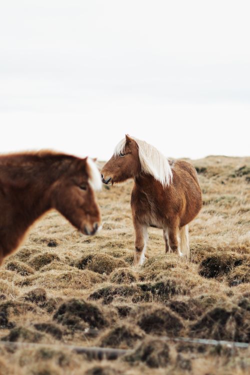 Free Two brown horses grazing on a grassland pasture, embodying rural tranquility. Stock Photo