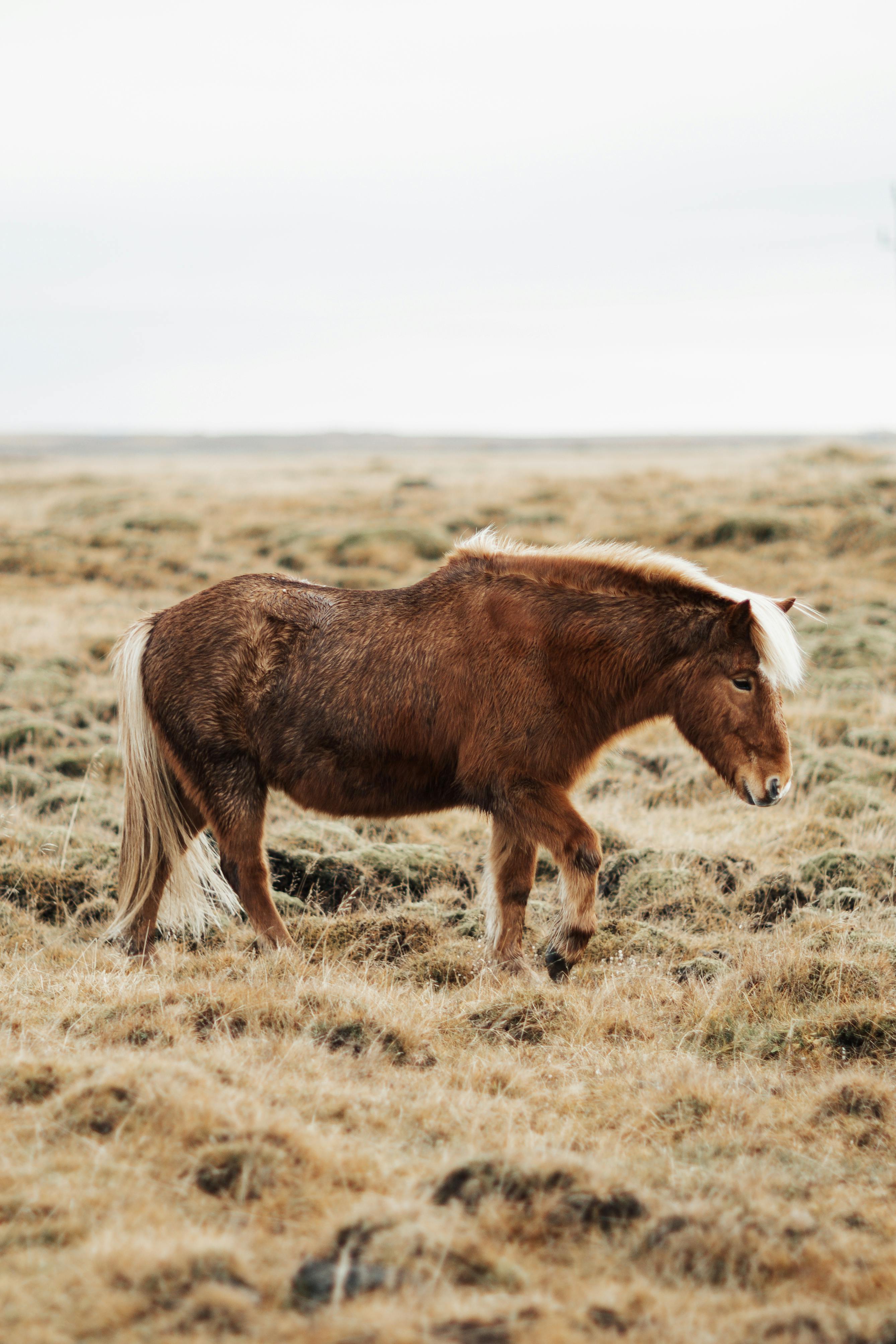 horse on pasture