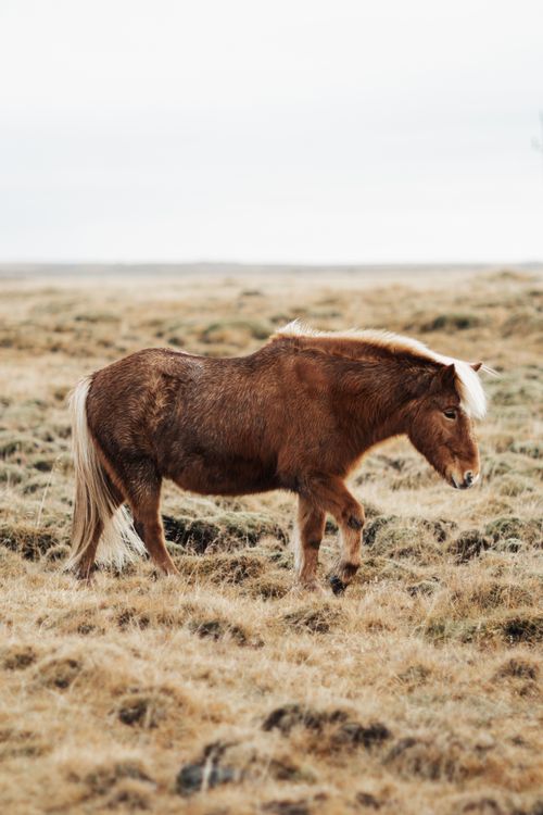 Free Brown pony standing alone in a vast rural grassland, showcasing natural beauty and tranquility. Stock Photo