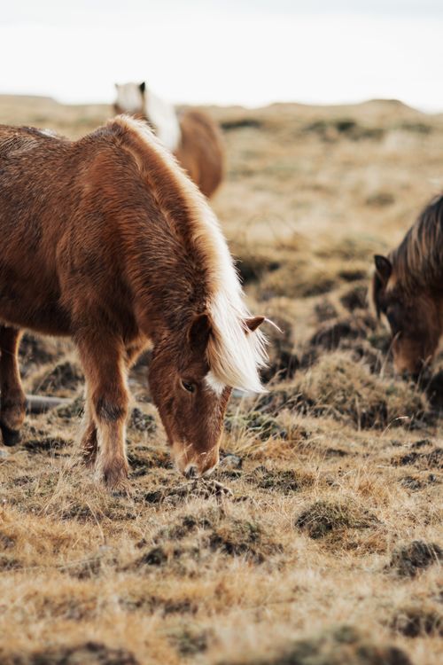 Free Serene image of brown horses grazing in a rural pasture during autumn, showcasing nature's tranquility. Stock Photo
