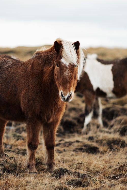 Free Brown Icelandic horse grazing in a rural field, showcasing rustic beauty and nature. Stock Photo