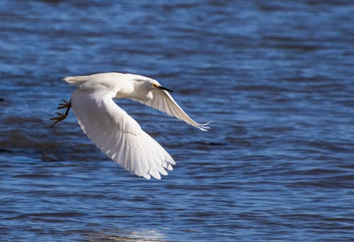 Egret Flying over Lake