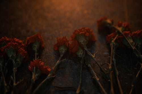 Darmowe zdjęcie z galerii z bruk, czerwony, kwiaty