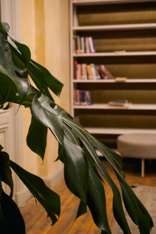 Free A snug library corner featuring a large monstera plant and bookshelves, ideal for relaxation. Stock Photo