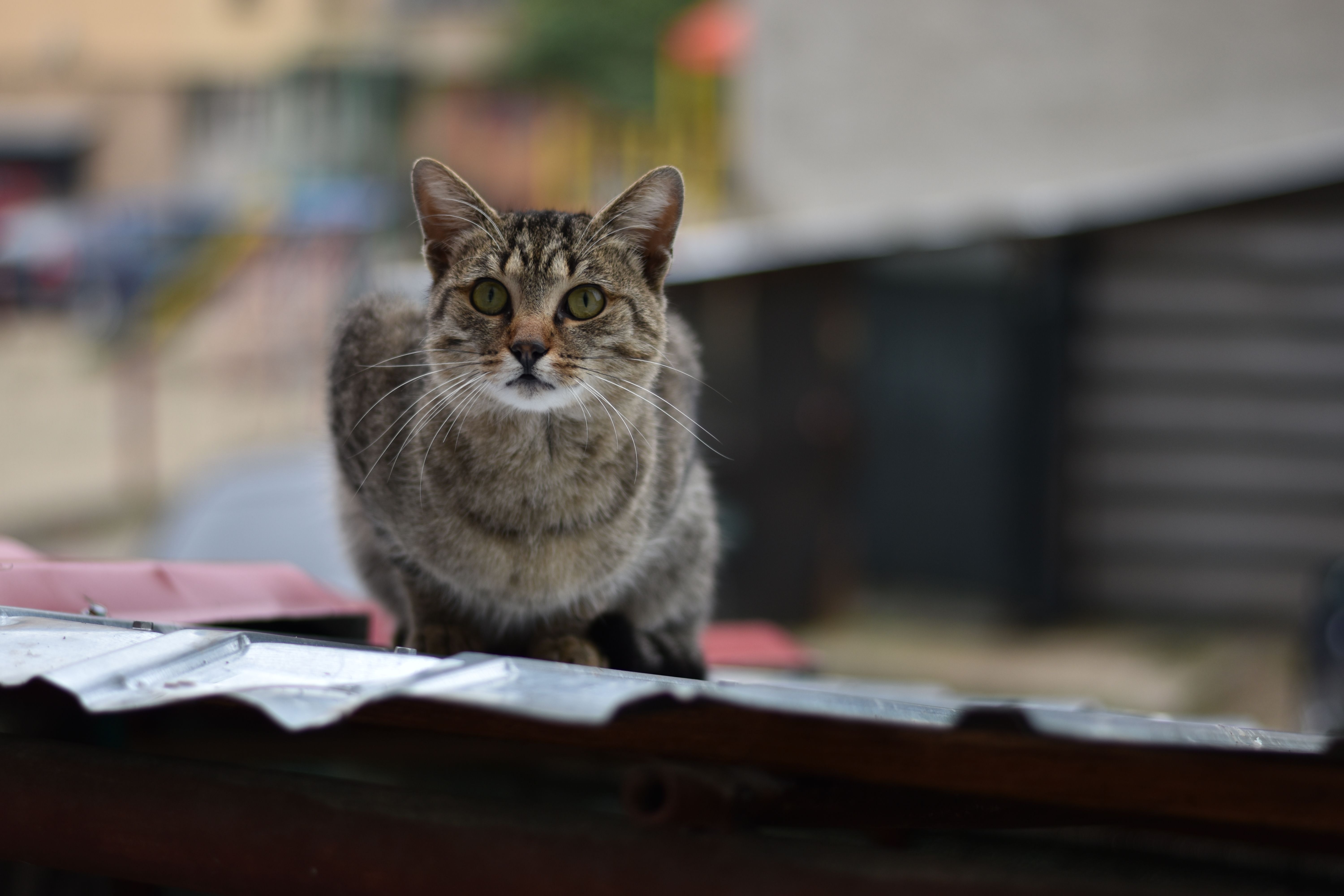 Veterinarian examining a cat during a checkup
