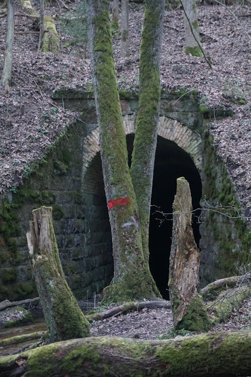 Imagine de stoc gratuită din arbori, cădere, canal